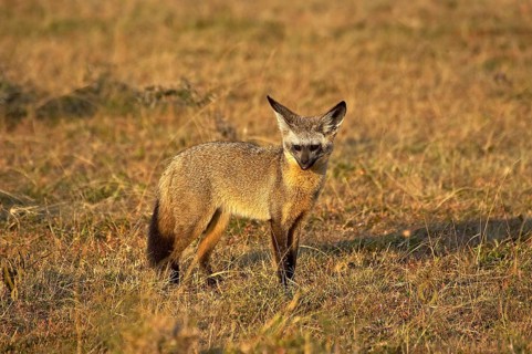 Bat Eared Fox (otocyon megalotis), Adult standing on Dry Grass, Masai Mara Park