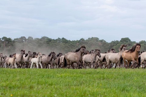 Dülmen ponies, wild horses, mares, Dülmen, Münsterland, North Rhine-Westphalia, Germany, Europe