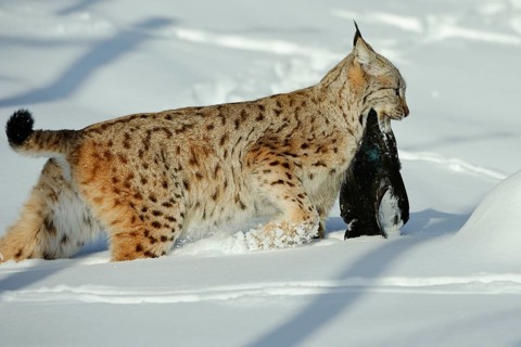Eurasian lynx (Lynx lynx) with captured black grouse, Black grouse, lateral