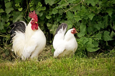 Nagasaki Domestic Chicken, Hen and Cock