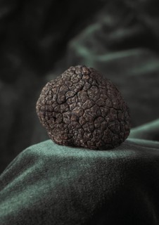 Perigord Truffle (tuber melanosporum), Mushrooms at Lalbenque Market, Lot in the South West of