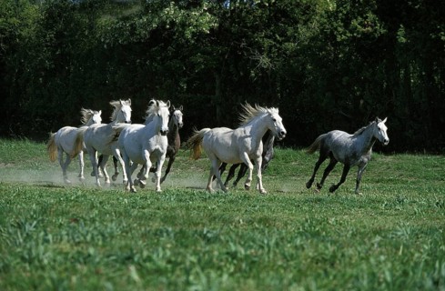 Lipizzan Horses, Herd Galloping through Meadow