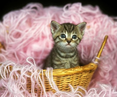 European Brown Tabby Domestic Cat, Kitten standing on Whool