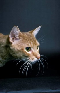 Red Abyssinian Domestic Cat, Portrait of Adult against Black Background