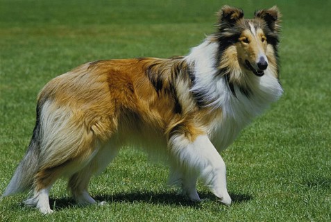 COLLIE DOG, ADULT ON GRASS