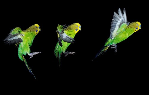 BUDGERIGAR (melopsittacus undulatus), FLIGHT SEQUENCE