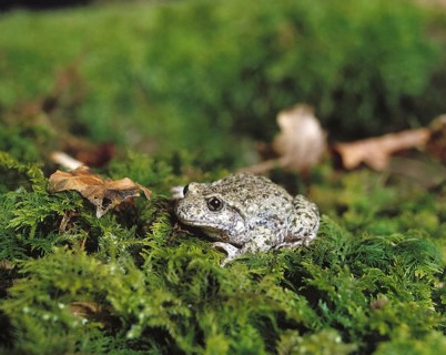 Midwife Toad (alytes obstetricans), Adult standing on Moss