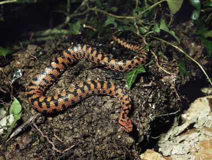 Asp Viper (vipera aspis)