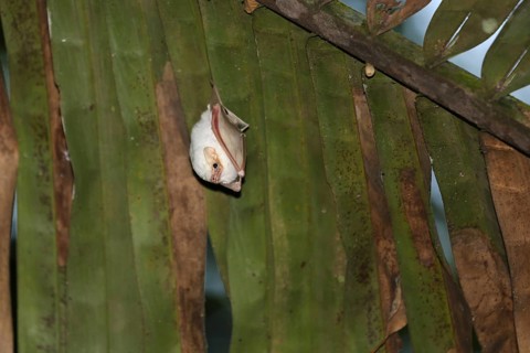 Honduran white bat hanging in a Palm branch