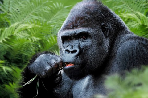 Westen Gorilla, silverback (Gorilla gorilla gorilla)