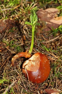 Horse chestnut