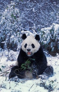 GIANT PANDA (ailuropoda melanoleuca), ADULT SITTING IN SNOW, WOLONG RESERVE IN CHINA