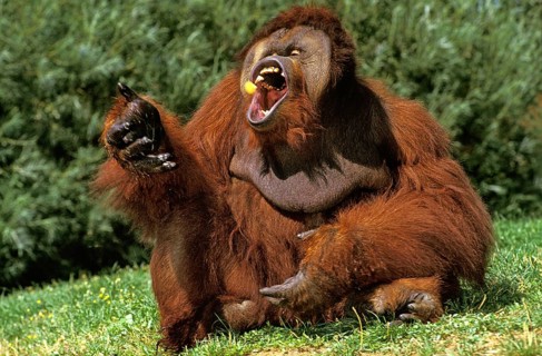 Orangbornean orangutan (pongo pygmaeus), male eating a fruit with open mouth