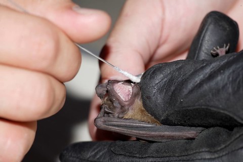 Noctule, taking saliva sample for translation of genetic information, Brandenburg, Germany