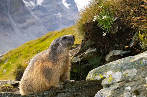 Alpine Marmot (Marmota marmota) with Edelweiss, Alpine Marmot, under construction, Hohe Tauern