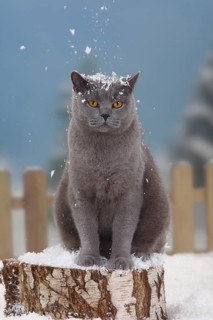 British shorthair cat, blue, male, Carthusian, BKH