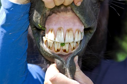 Icelandic pony, bit control, Icelandic horse, Icelander, bit, tooth control, teeth, tooth, mouth
