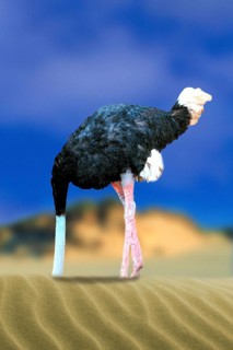 Ostrich with head in the sand, common ostrich (Struthio camelus) sticks head in the sand