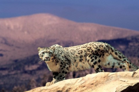 Snow Leopard (Panthera ave crux spes unica (Unica unica), Ibis, animals, outside, outdoor,