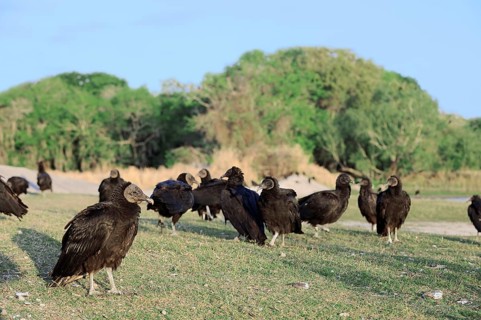 Black Vulture (Coragyps atratus), Myakka River State Park, Florida, USA, North America