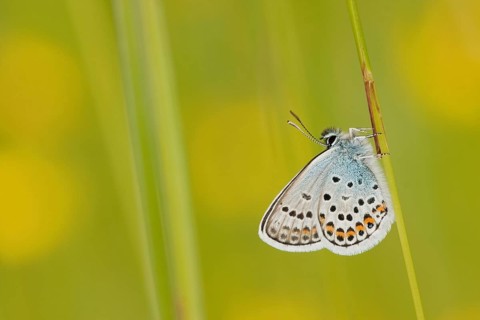 Silver-studded blue (Plebejus argus) North Rhine-Westphalia, Germany, Europe