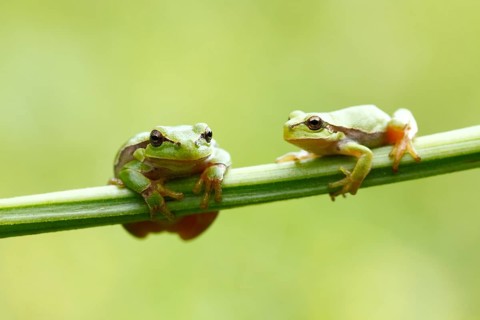 Two European Treefrogs (Hyla arborea) perched on a blade of grass, Tyrol, Austria, Europe