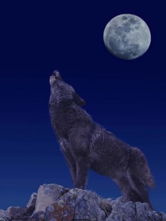 EUROPEAN WOLF (canis lupus), ADULT ON ROCK BAYING AT THE MOON
