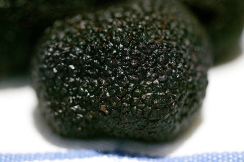 PERIGORD TRUFFLE (tuber melanosporum) AT LALBENQUE MARKET, LOT IN FRANCE