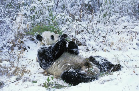 Giant Panda (ailuropoda melanoleuca), Adult laying on Snow, Eating Bamboo, Wolong Reserve in China