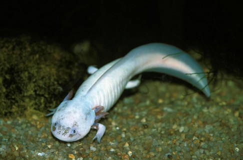 Axolotl (ambystoma mexicanum), Mexico, Central America