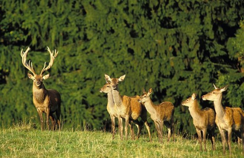 Red Deer (cervus elaphus), Herd