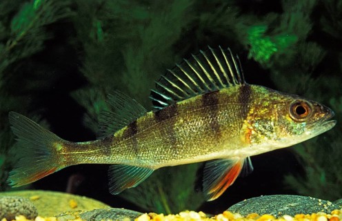 European Perch (perca fluviatilis)