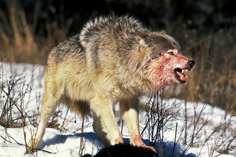 North American Grey Wolf (canis lupus occidentalis), Adult on a Kill, Bloody Face, Canada, North
