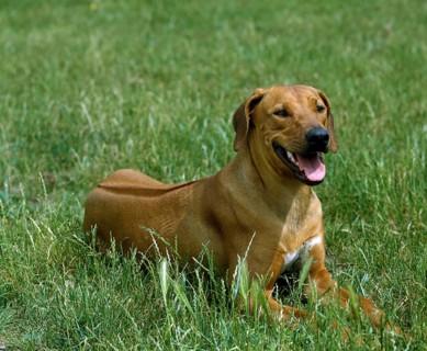 Rhodesian Ridgeback Dog laying on Grass