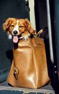 Domestic Dog standing in Bag, Travelling by Train