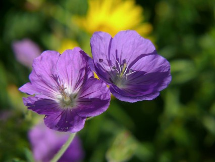 Cranesbill (geranium wallichianum), garden cranesbill