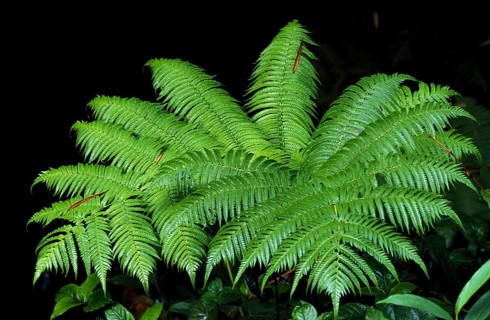 Bracken (Pteridium aquilinum) fern, Hawaii