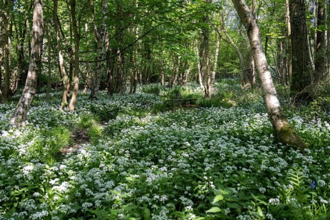 Ramsons or Wild Garlic (Allium ursinum) blooming in springtime near East Grinstead