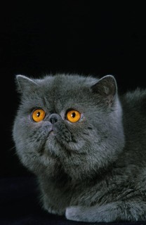 Exotic Shorthair against a black background