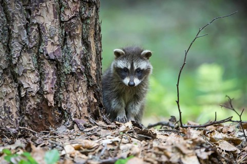 Raccoon (Procyon lotor) , Young animal, Lower Saxony, Germany, Europe