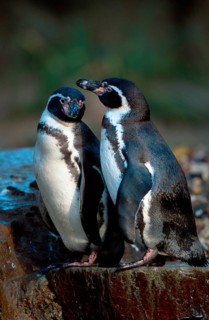 Humboldt penguins (Spheniscus humboldti)