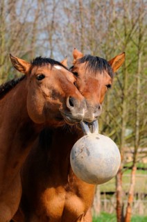 American Quarter Horses, young stallions, playing with ball, toys