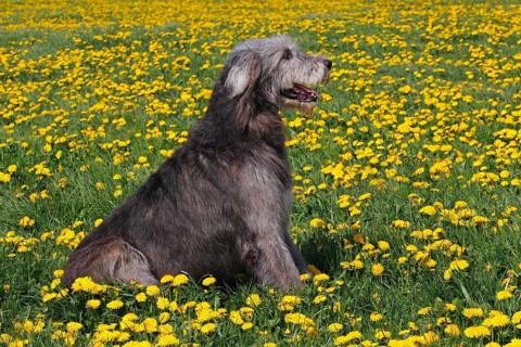 Irish Wolfhound, male, Irish Wolfhound, sideways
