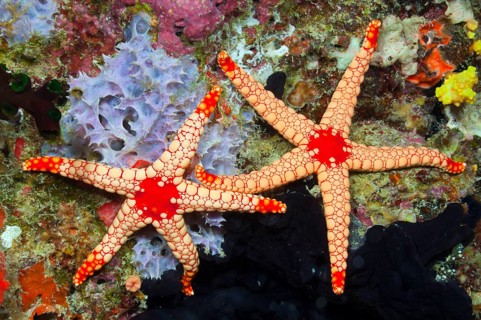 Red Mesh Starfish, Baa Atoll, Maldives (Fromia monilis)