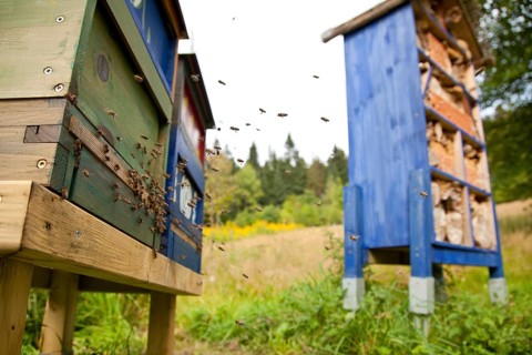 Honey bee (Apis mellifera) Beekeeping, Rhineland-Palatinate, Germany, Europe