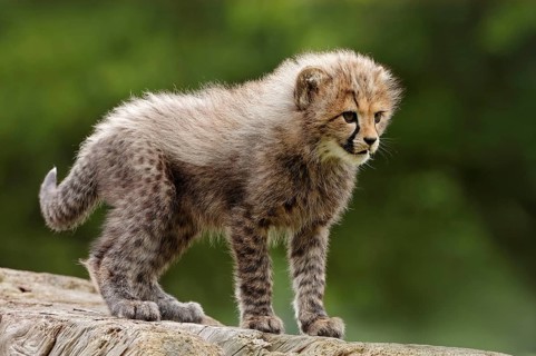 Cheetah (Acinonyx jubatus), young