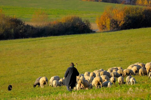 Landscape : Swabian Alb Flock of sheep in autumn on pasture, with shepherd, domestic sheep (Ovis