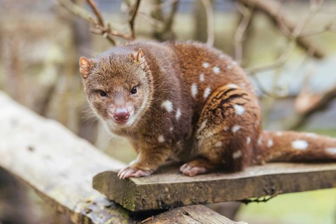 A Spotted-Tailed Quoll is spotted near Cradle Mountain, Tasmania, Australia, Oceania