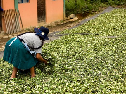 Coca (erythroxylum coca), cocaine production, drying of the leaves in the village of Pilcopata,