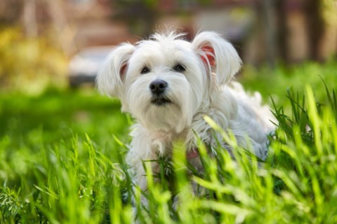 Cute white dog in the grass outdoors